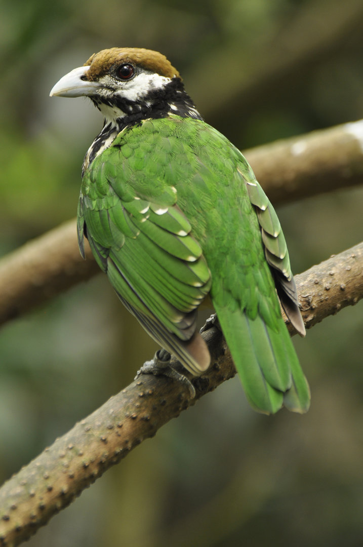 White-eared Catbird Ailuroedus buccoides