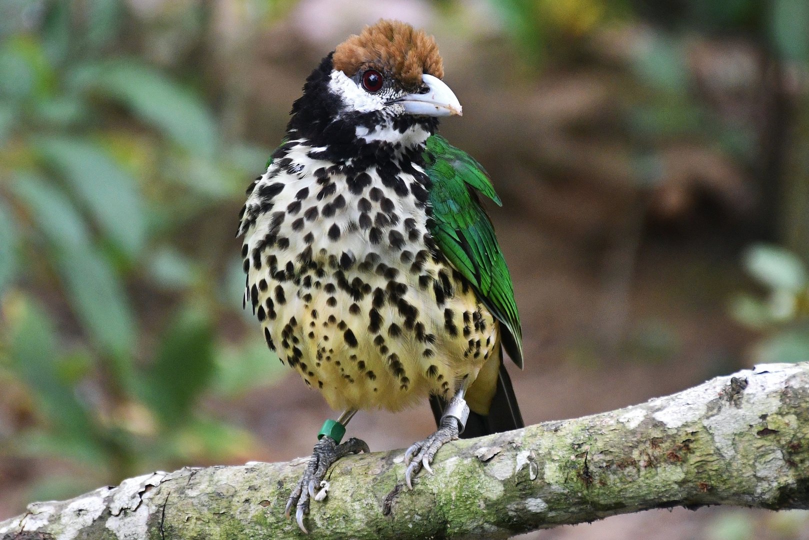 White-eared Catbird (Ailuroedus buccoides)