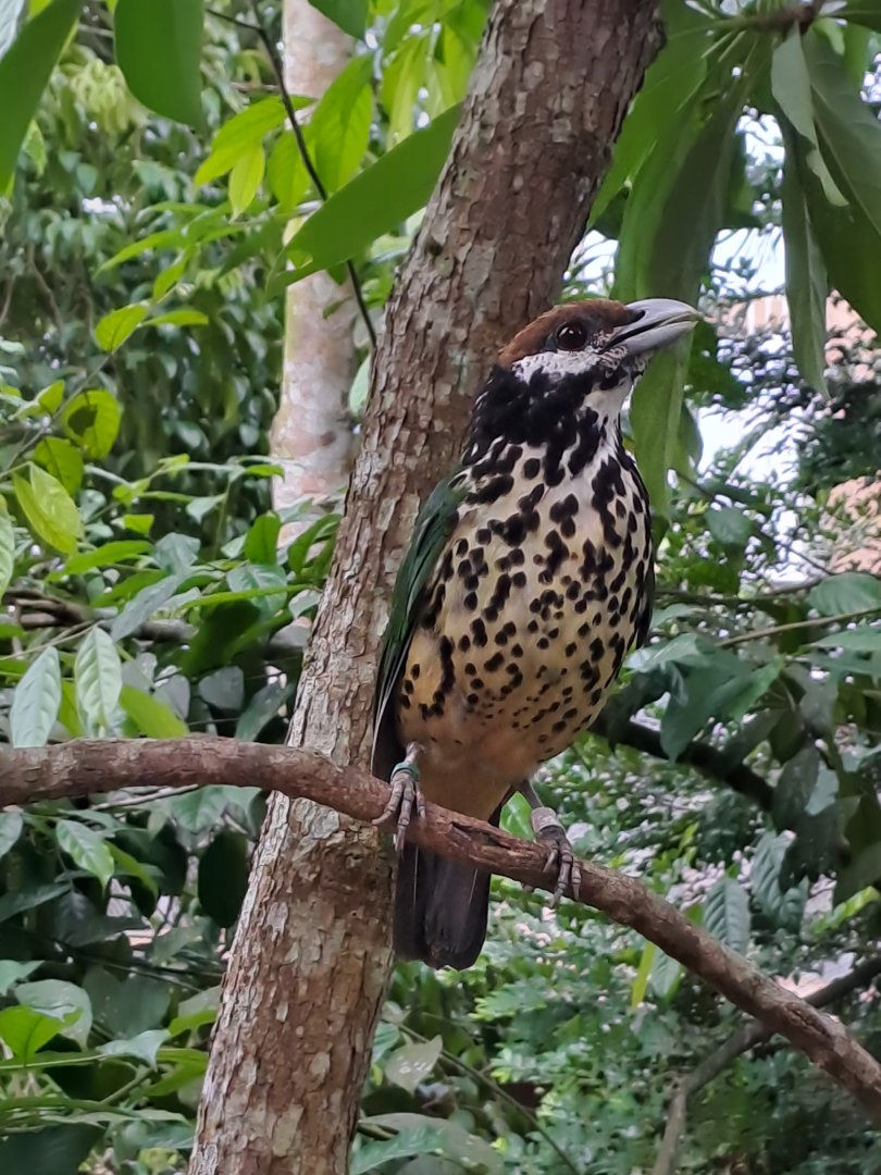 White-eared Catbird (Ailuroedus buccoides)