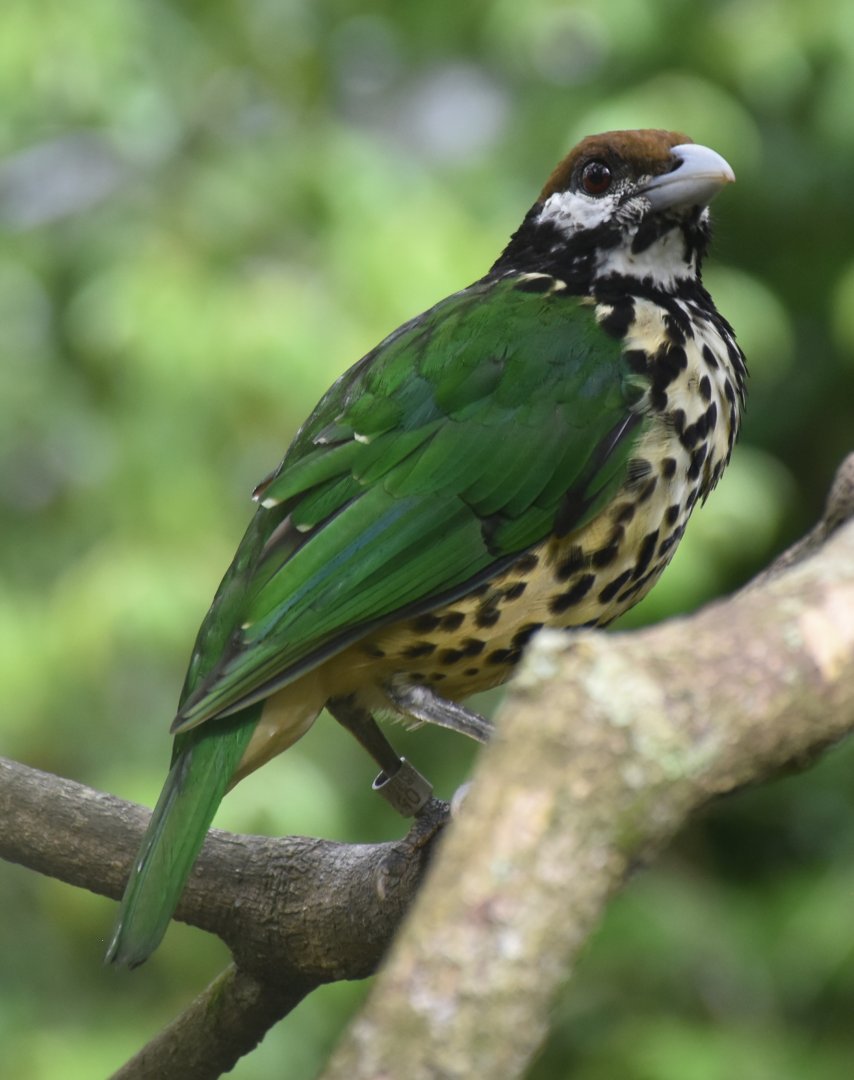White-eared Catbird (Ailuroedus buccoides)