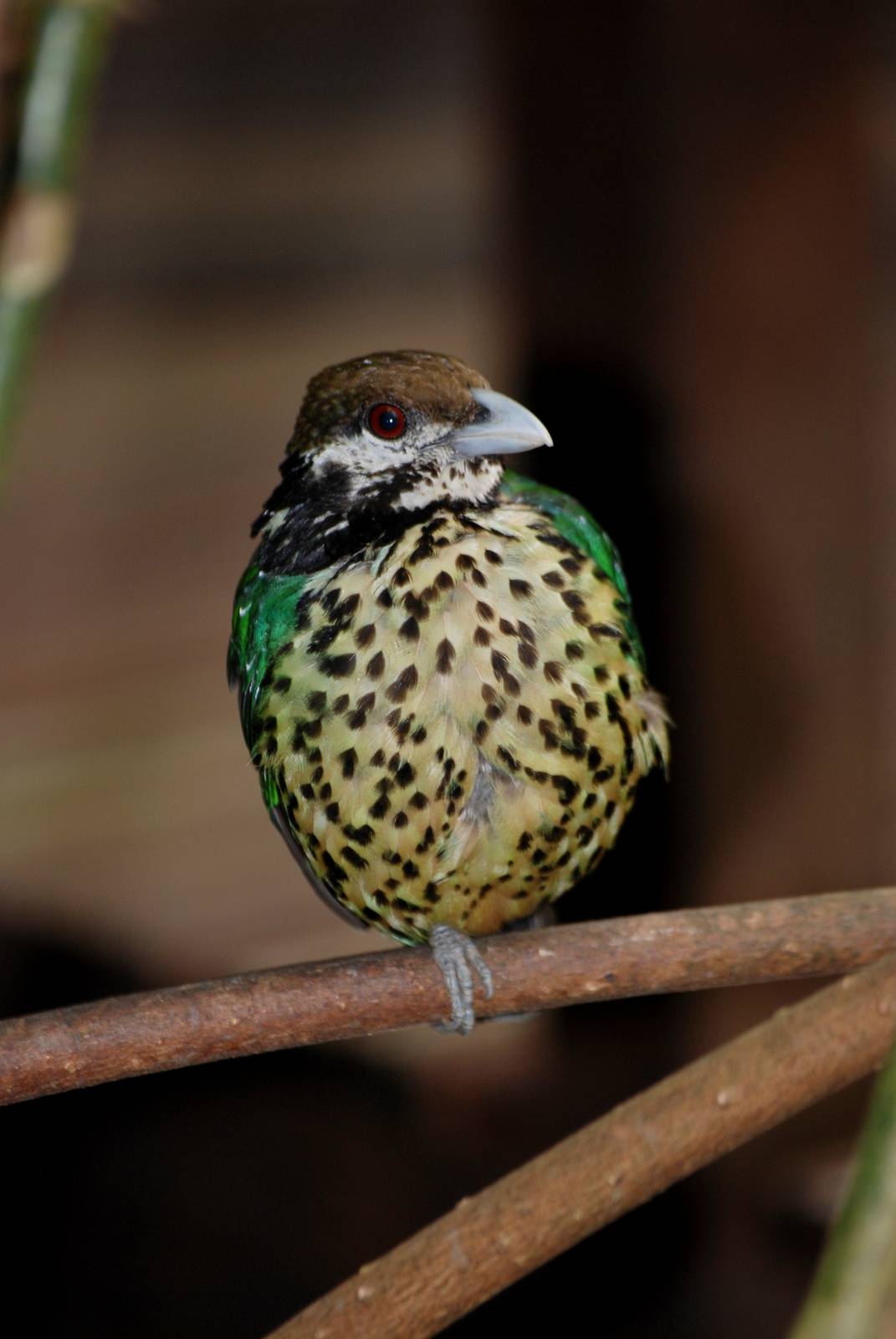 White-eared Catbird at Burgers Zoo Arnhem, 30/05/12