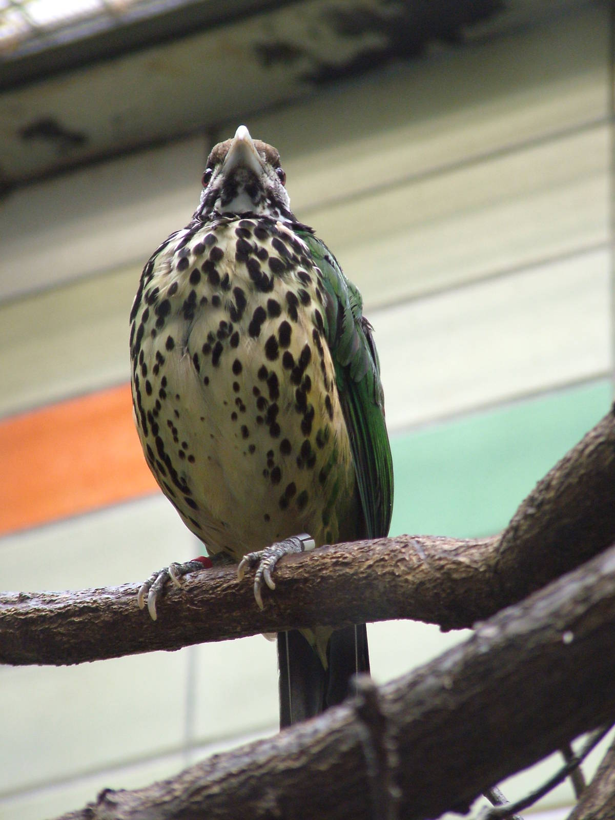 White-eared Catbird at Tierpark Berlin, 30/08/11