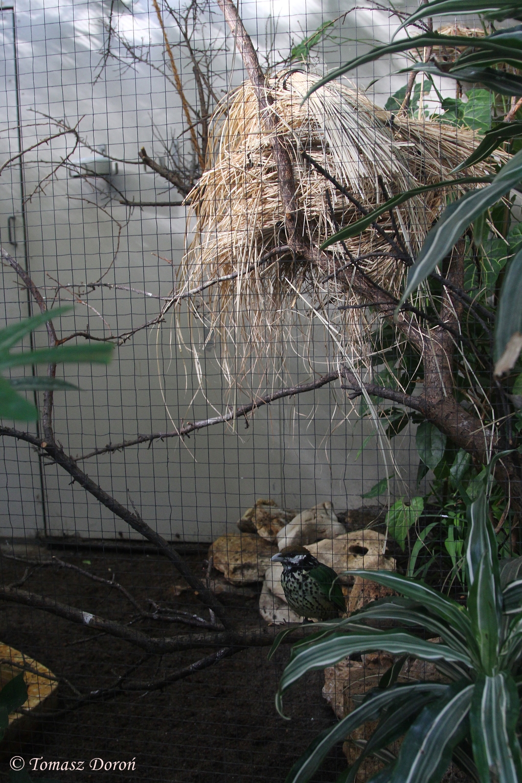 White-eared Catbird aviary
