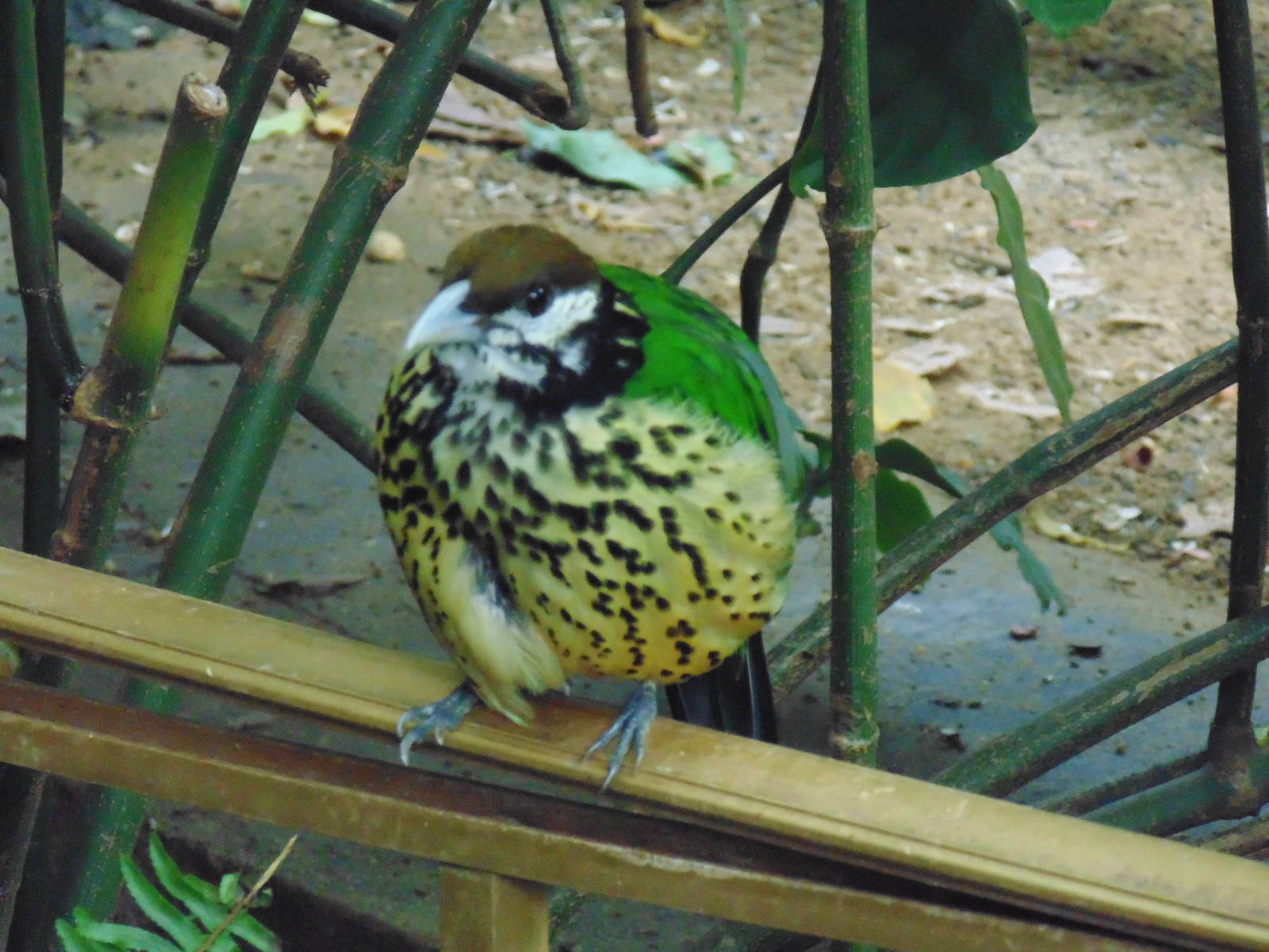 White-Eared Catbird