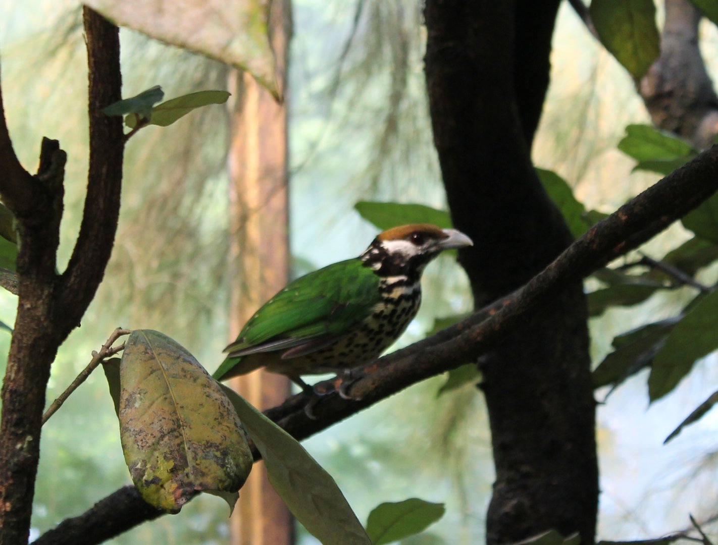 White-eared catbird