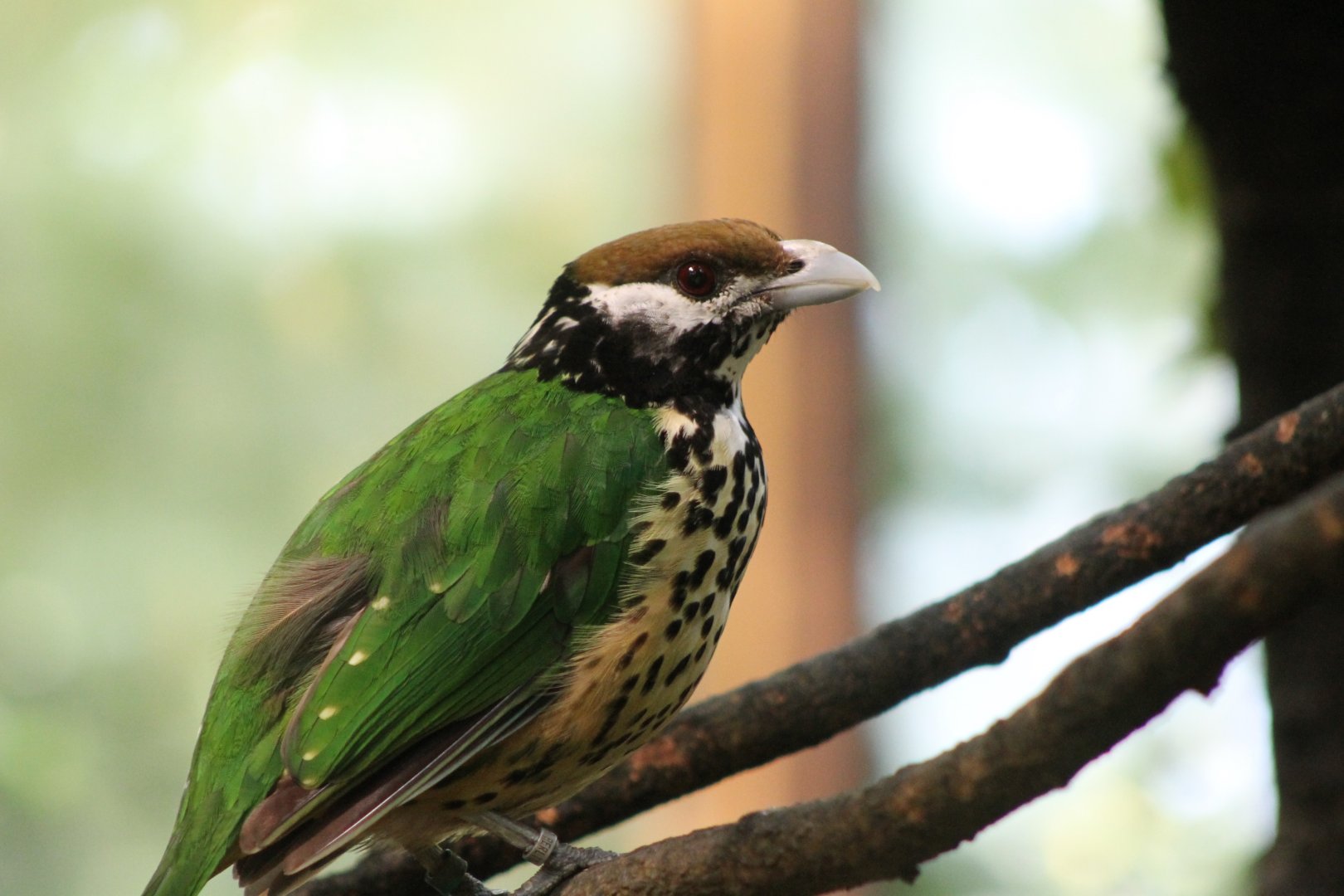 White-eared catbird