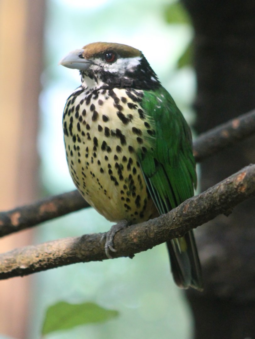 White-eared catbird