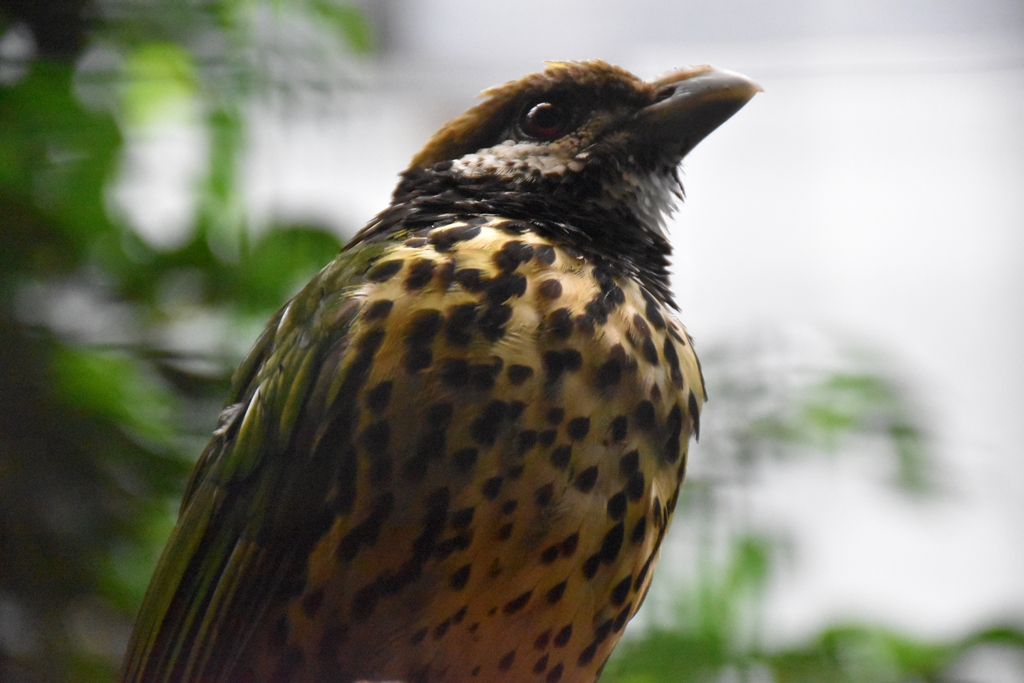 White-eared catbird