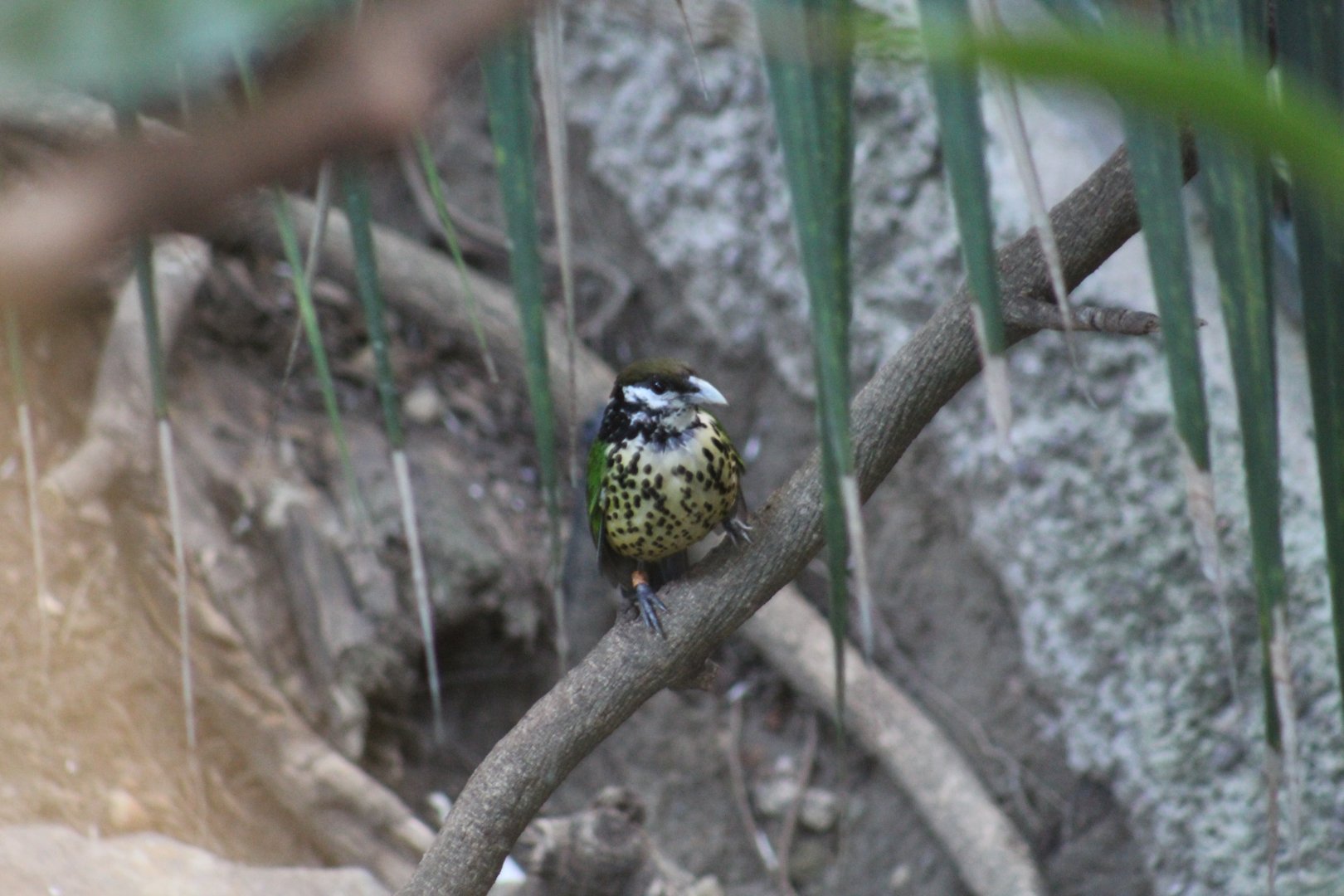 White-Eared Catbird