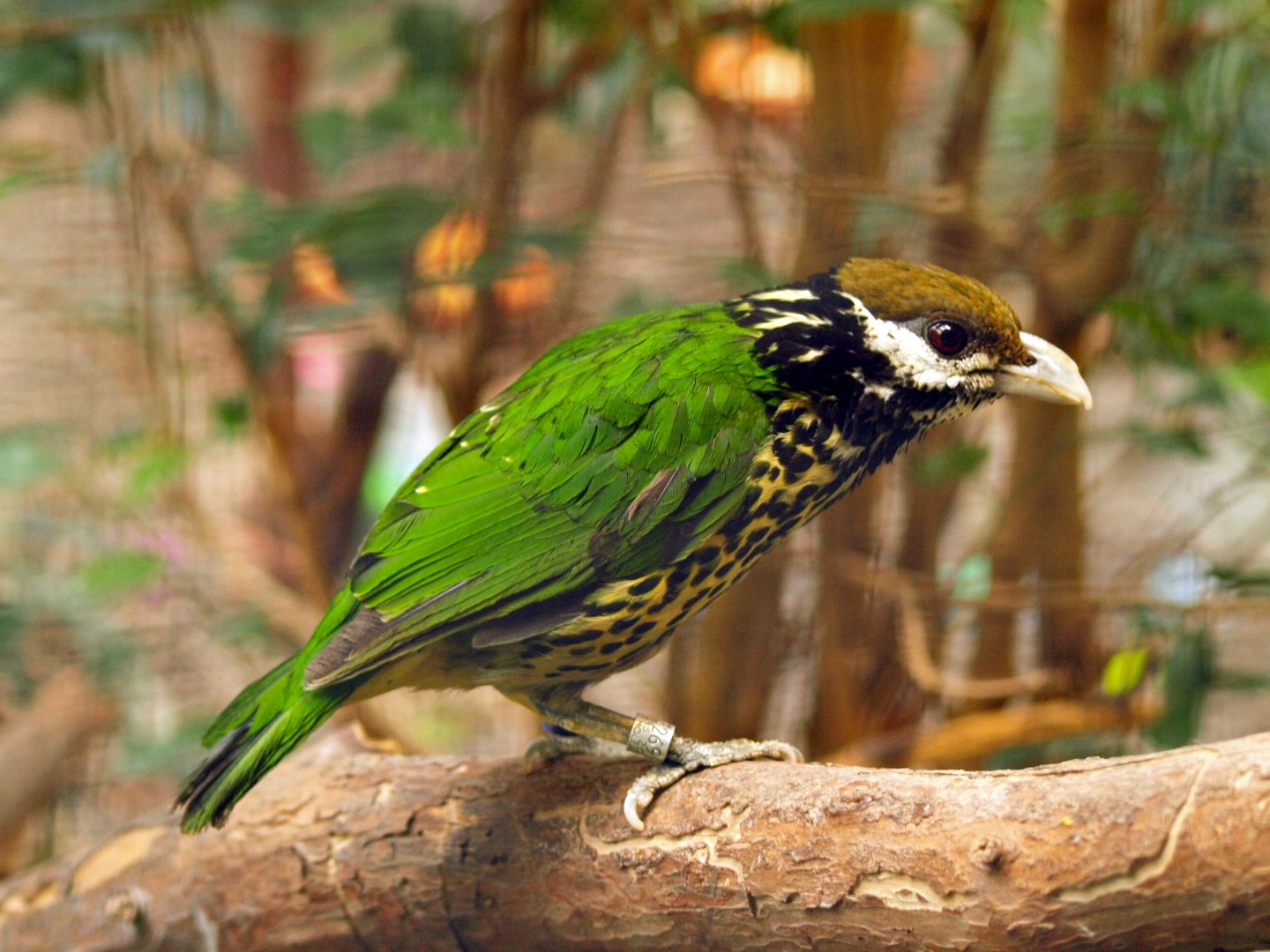 White-eared catbird