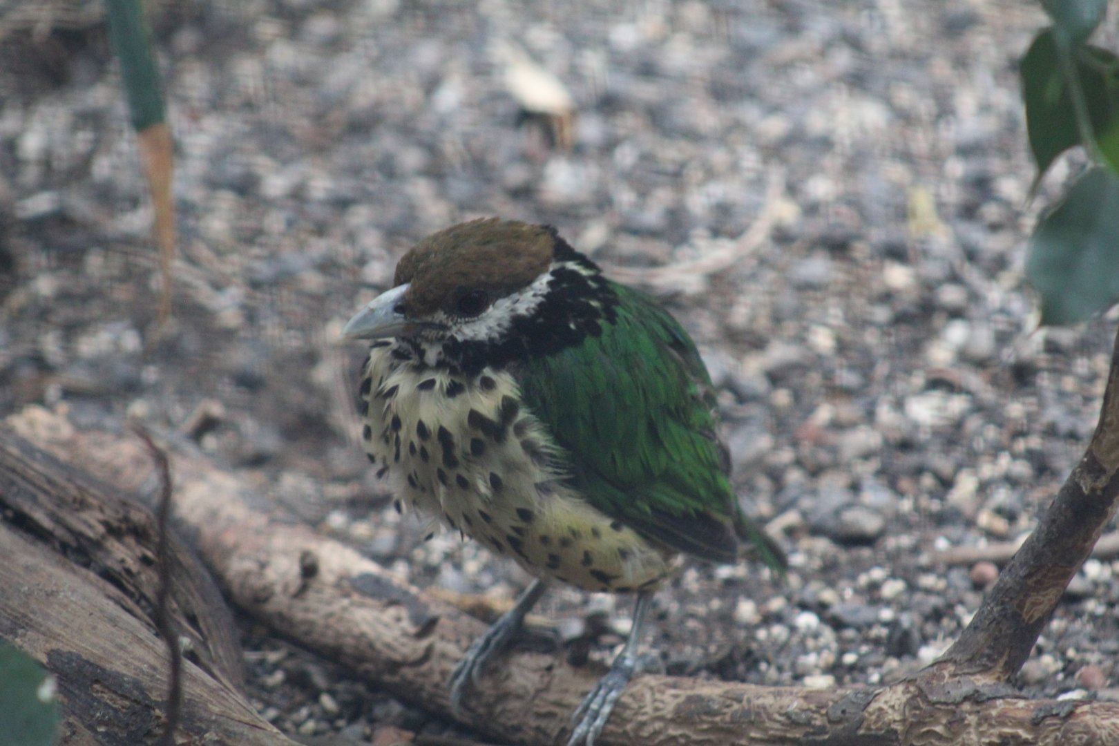 White-Eared Catbird