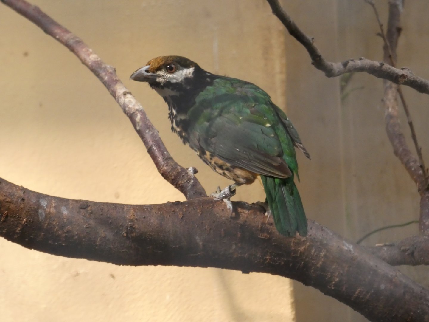 White-eared Catbird