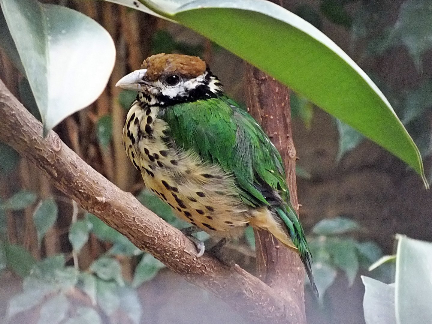 White-eared catbird