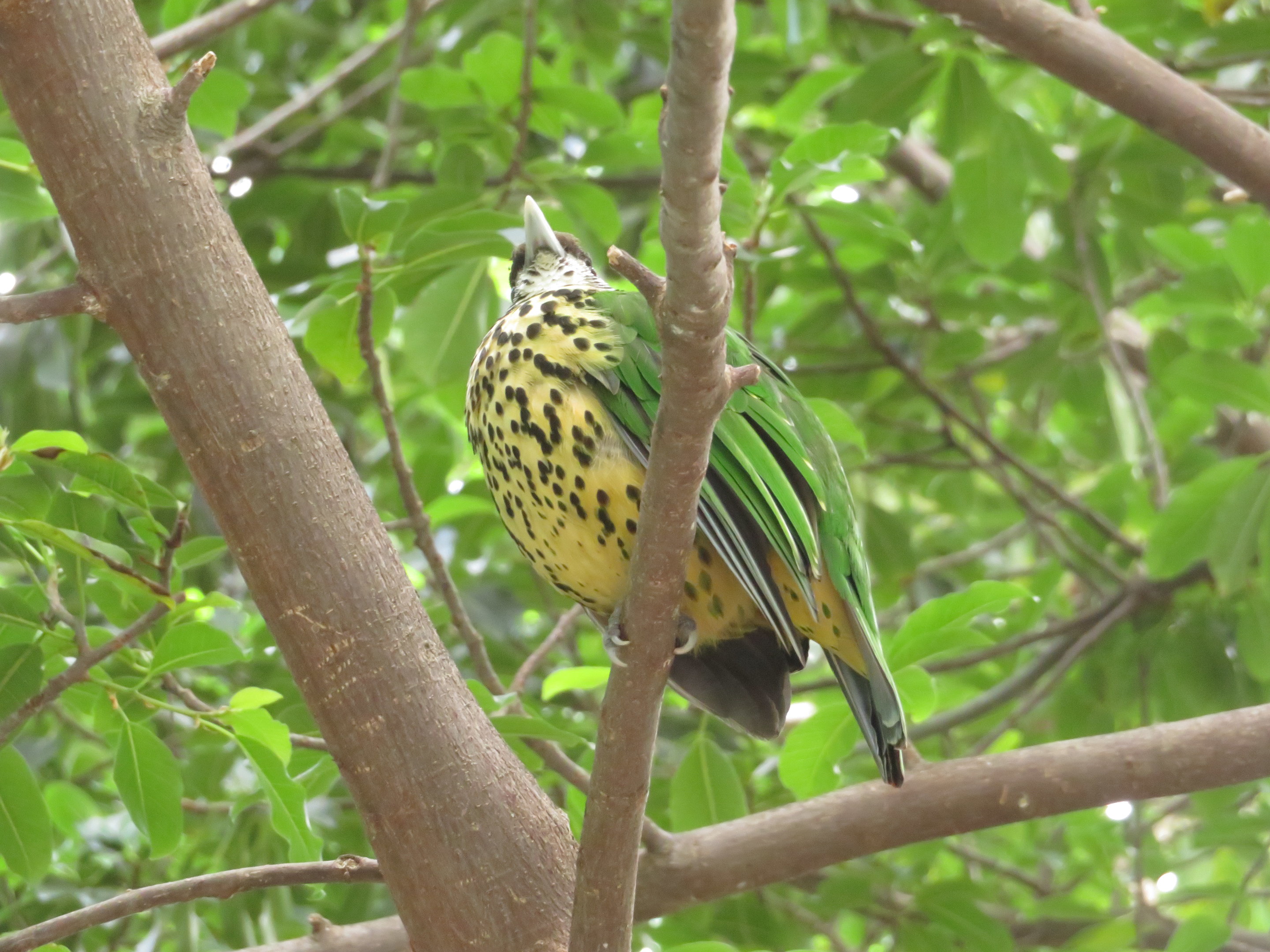 White-eared Catbird