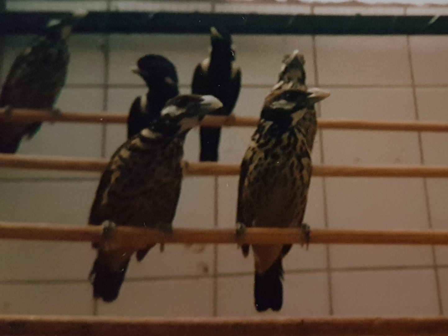 White-eared catbirds and Sulawesi mynas