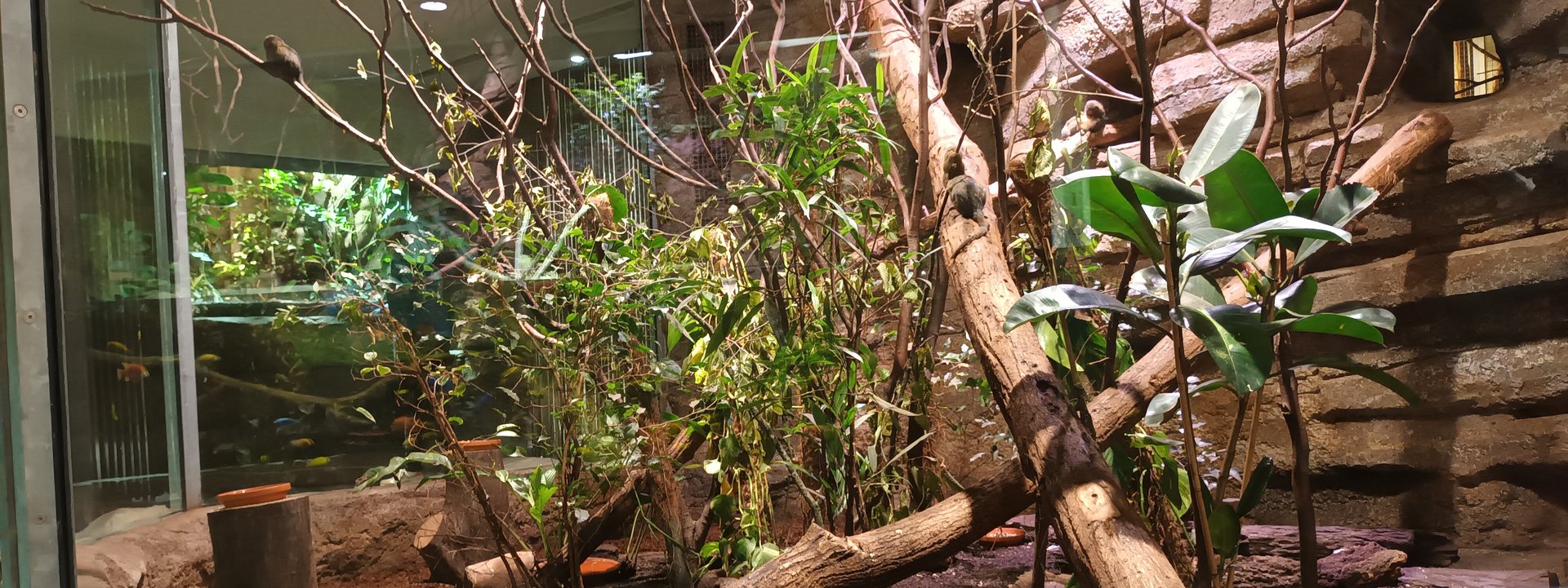 White eared Conure, Crimson bellied Conure and Pygmy Marmoset Enclosure