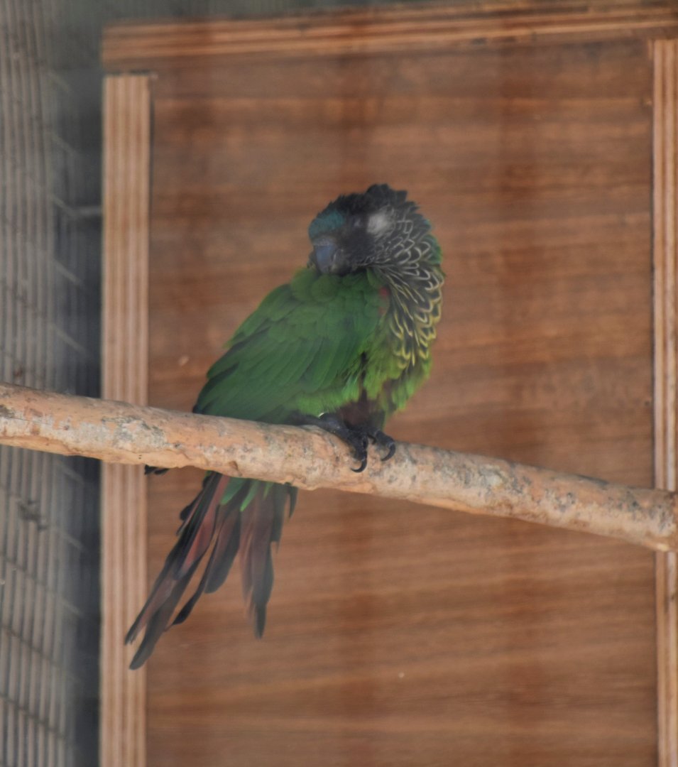 White-eared conure
