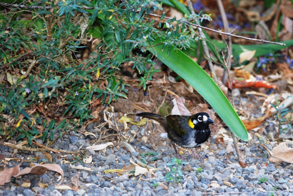 White-eared Ground Sparrow at Monteverde Lodge, 19/04/14