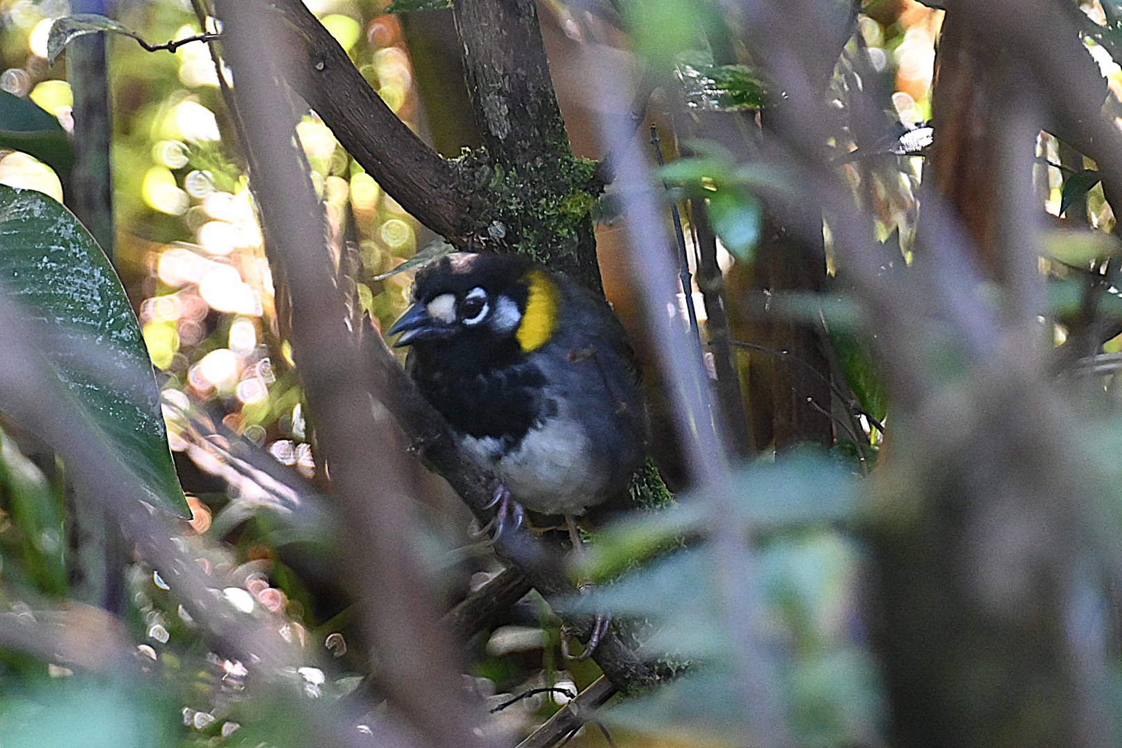White-eared ground sparrow (Melozone leucotis)