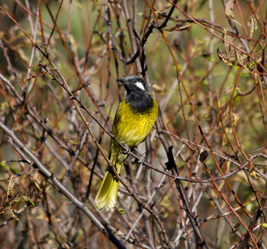 White-eared Honeyeater (Lichenostomus leucotis)