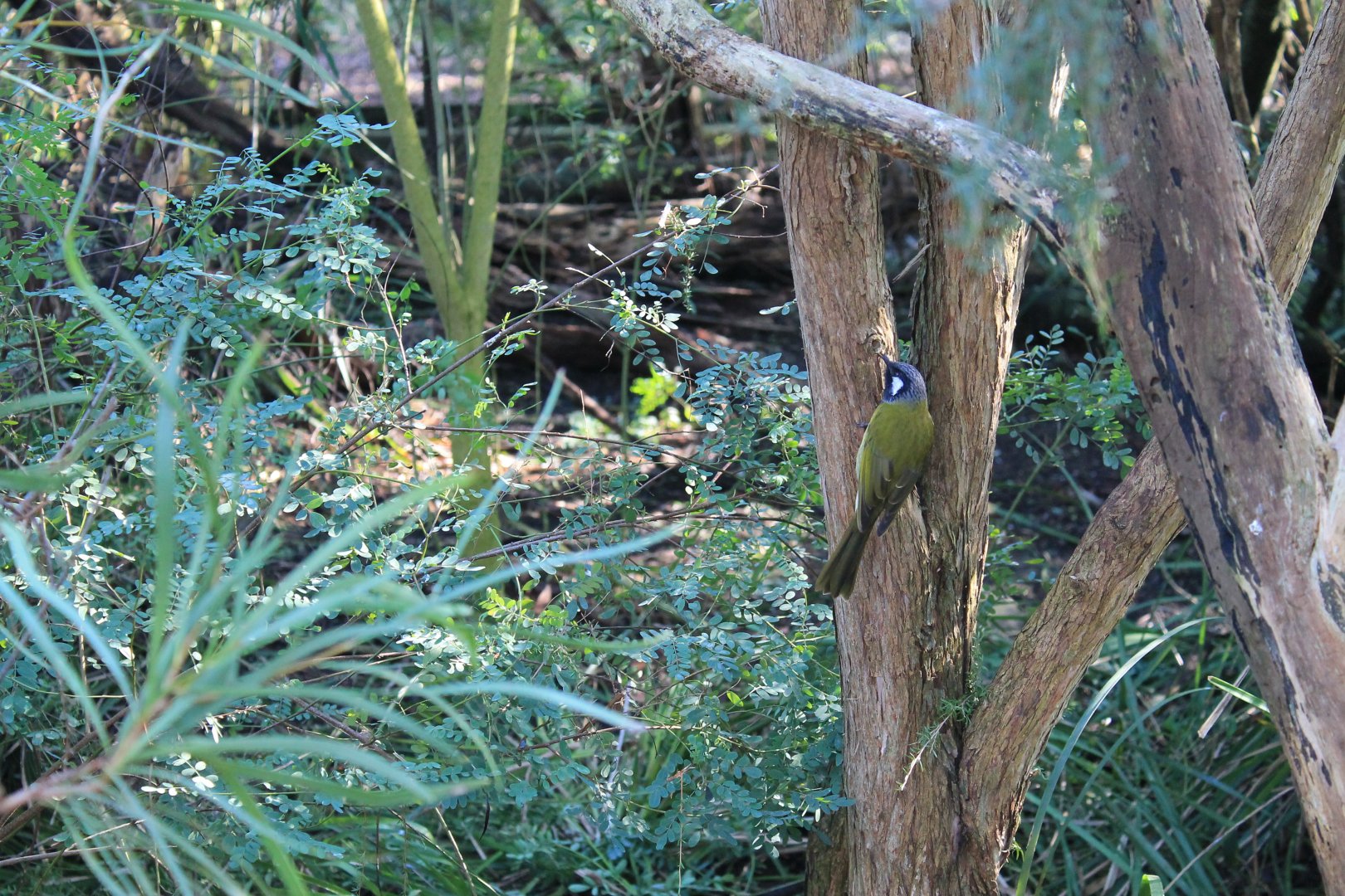 White-eared Honeyeater (Lichenostomus leucotis)