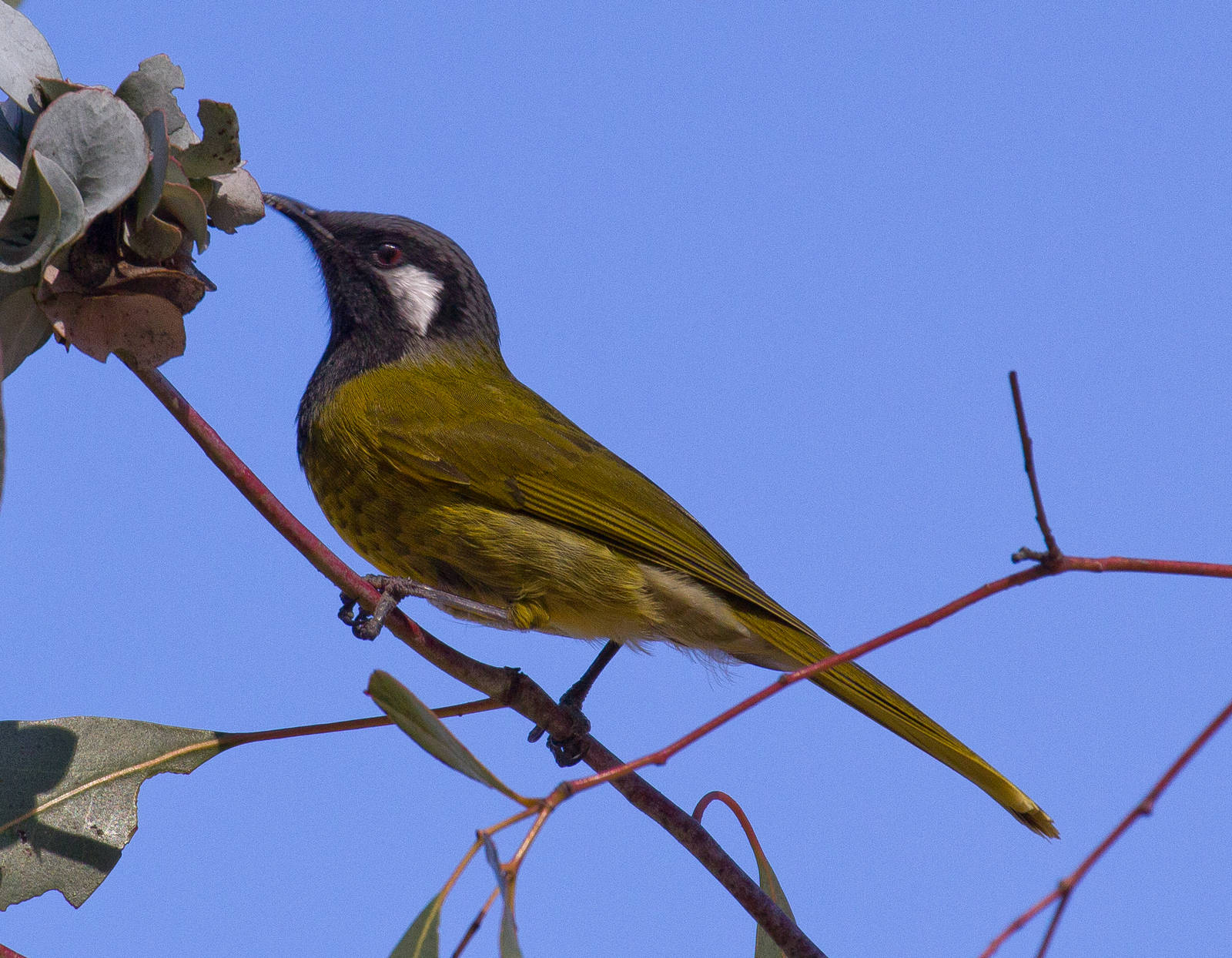 White-eared Honeyeater