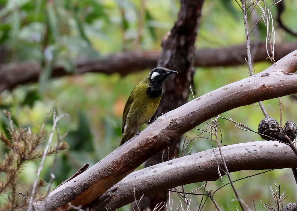 White-eared Honeyeater