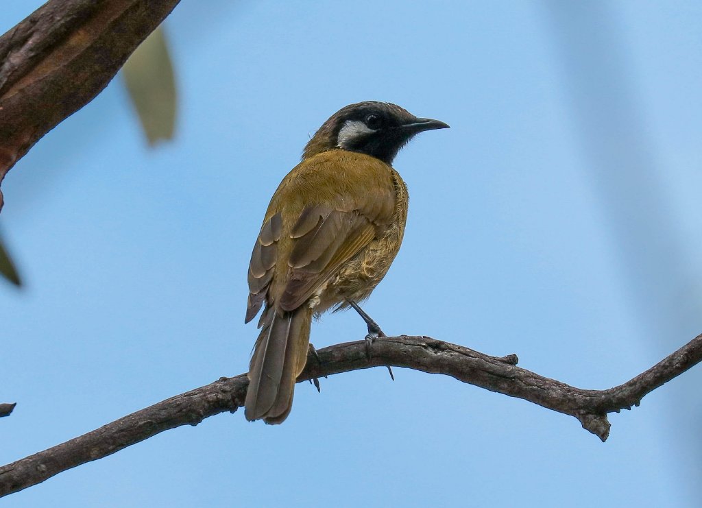White-eared Honeyeater