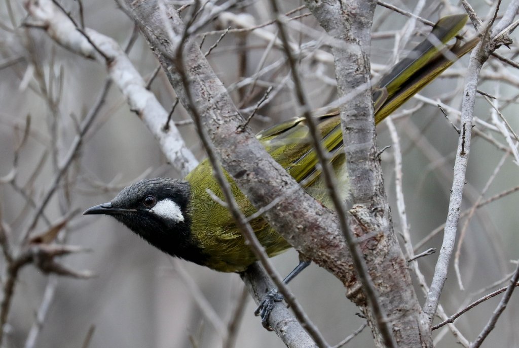White-eared Honeyeater