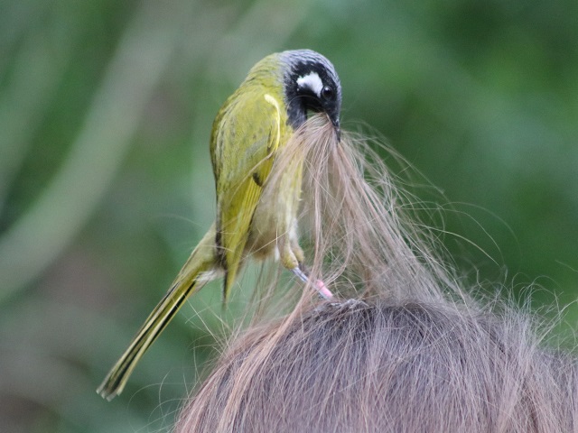 White-eared Honeyeater