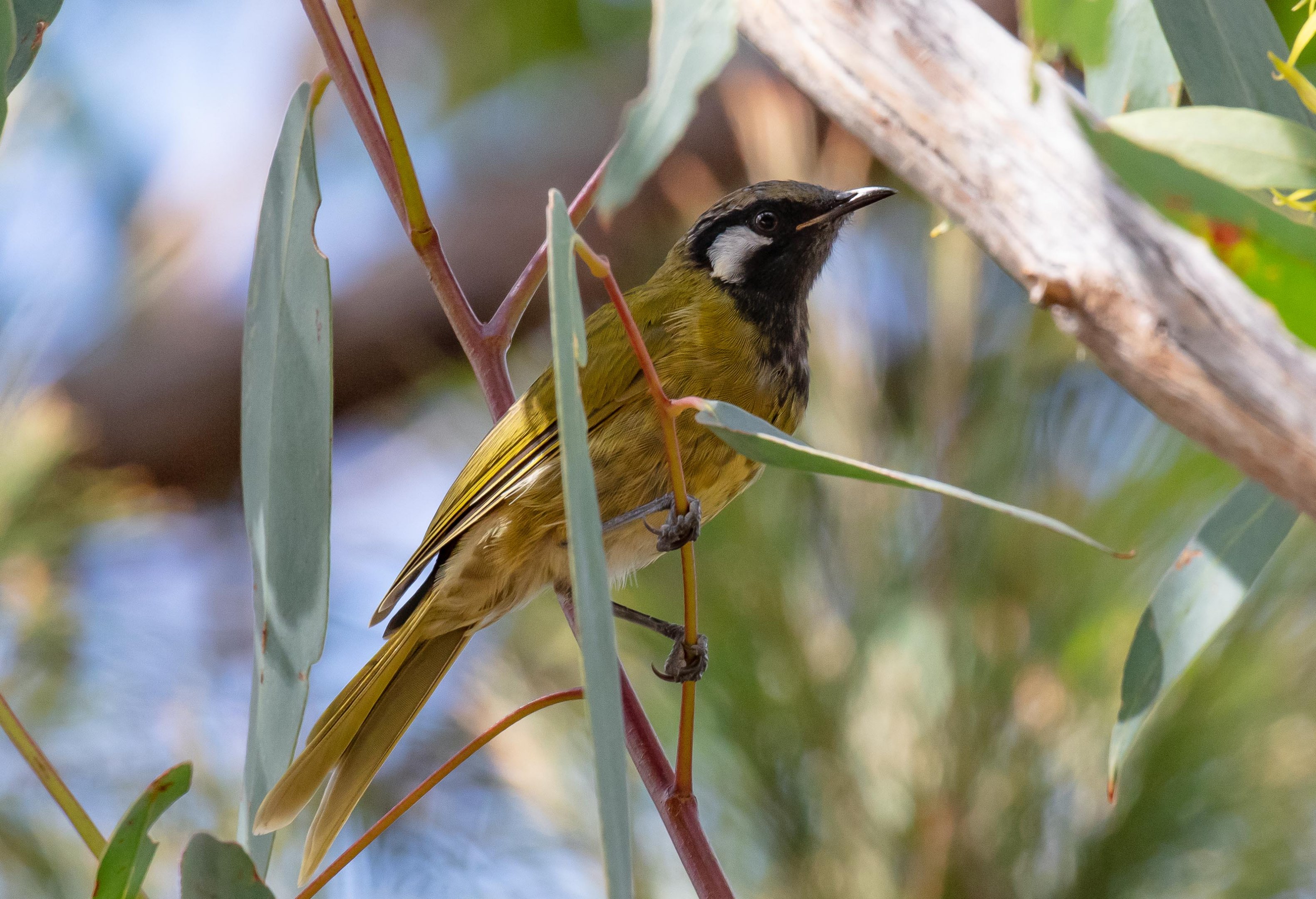 White-eared Honeyeater
