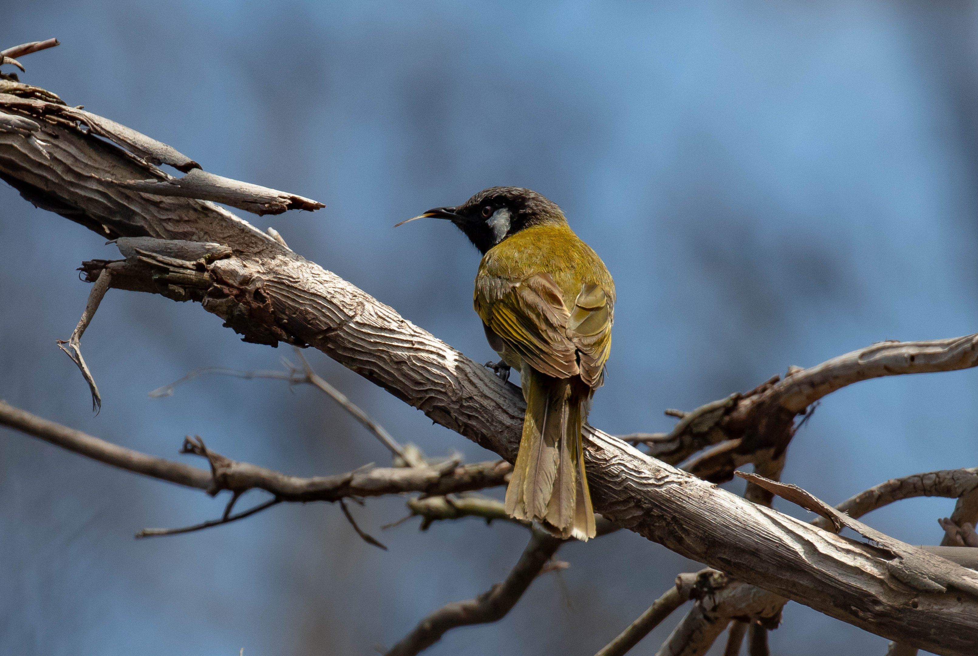 White-eared Honeyeater
