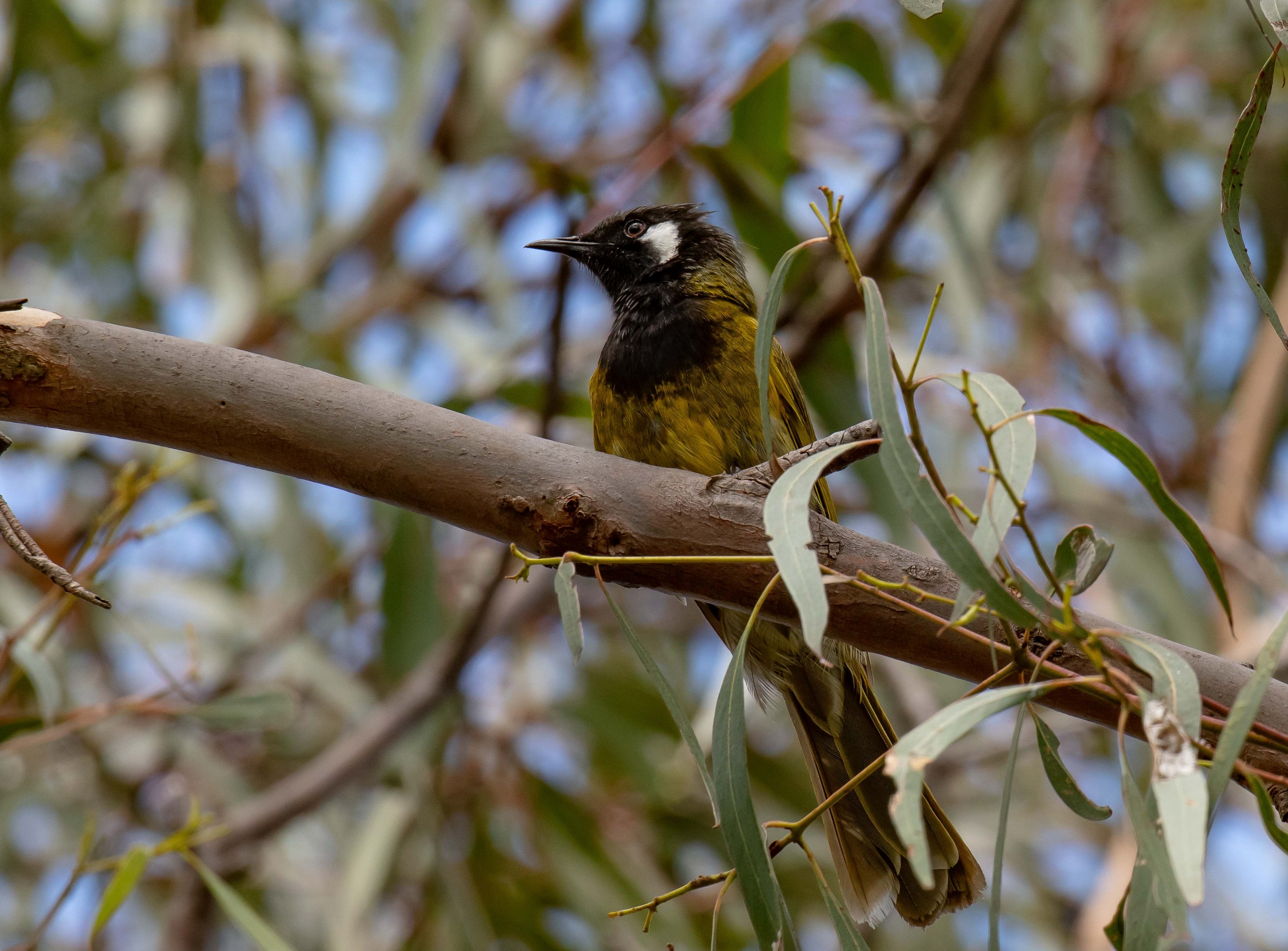 White-eared Honeyeater