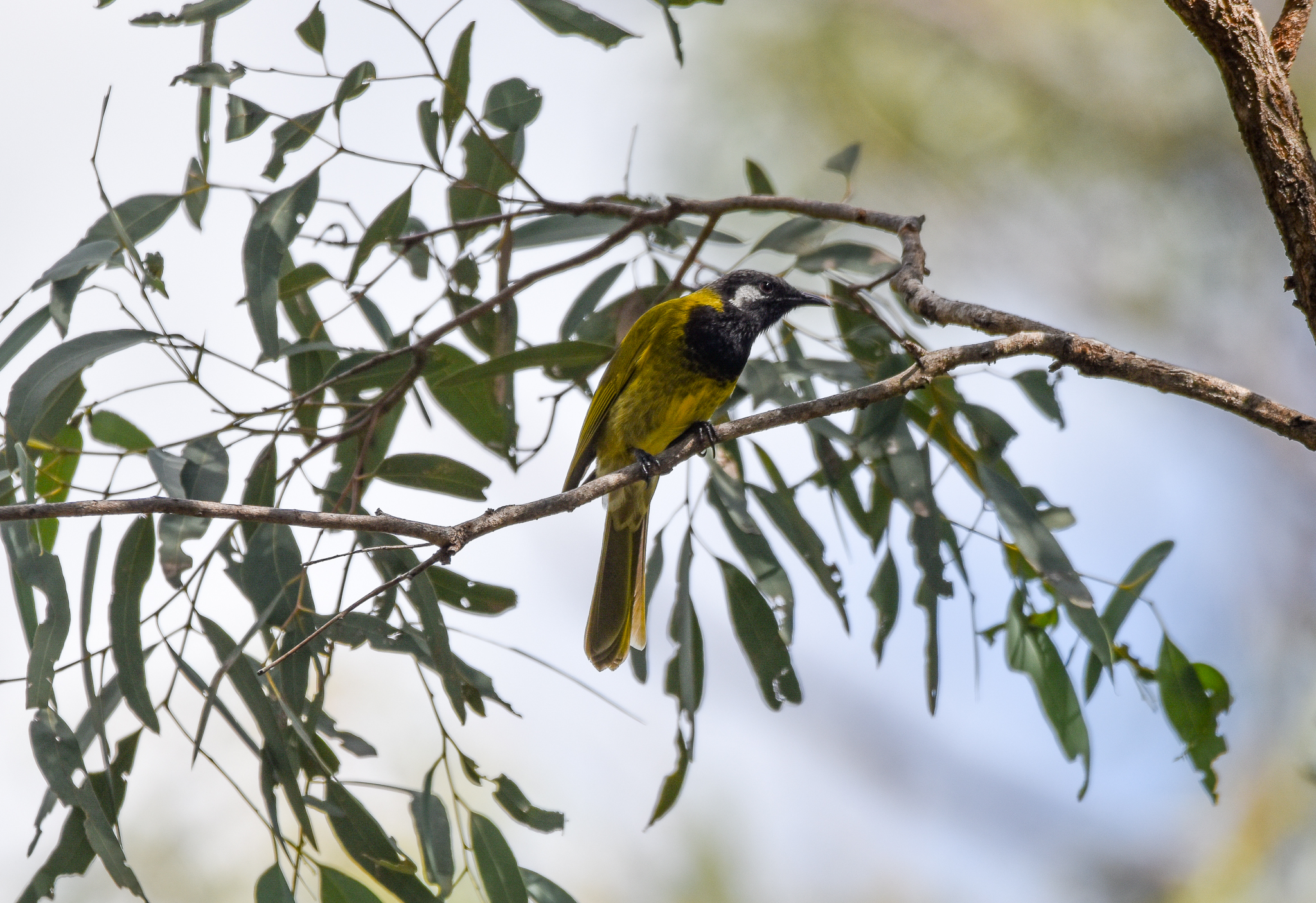White-eared Honeyeater