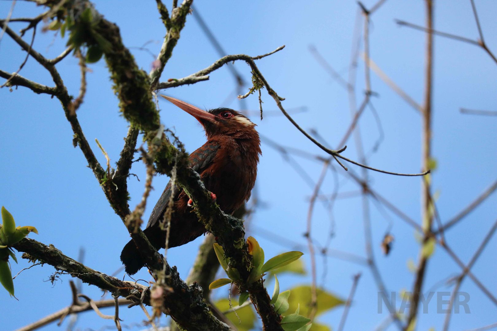 White-eared jacamar, Peruvian Amazon, May 2016