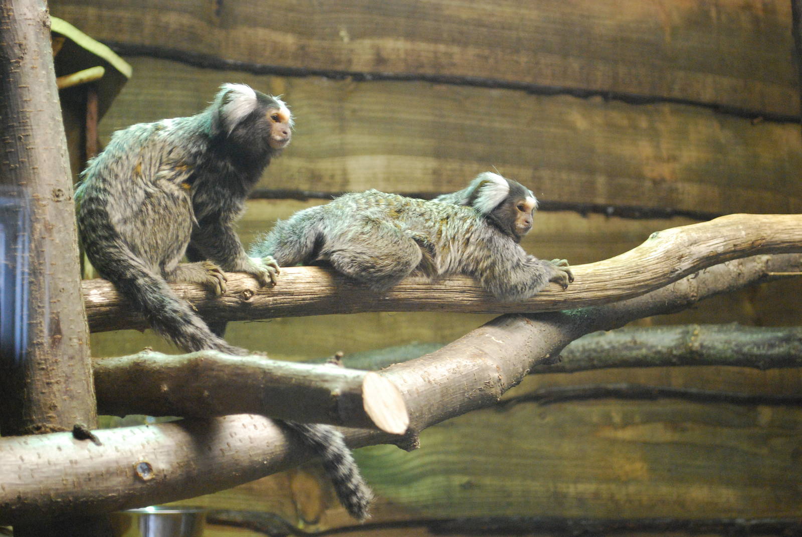 WHITE EARED MARMOSET