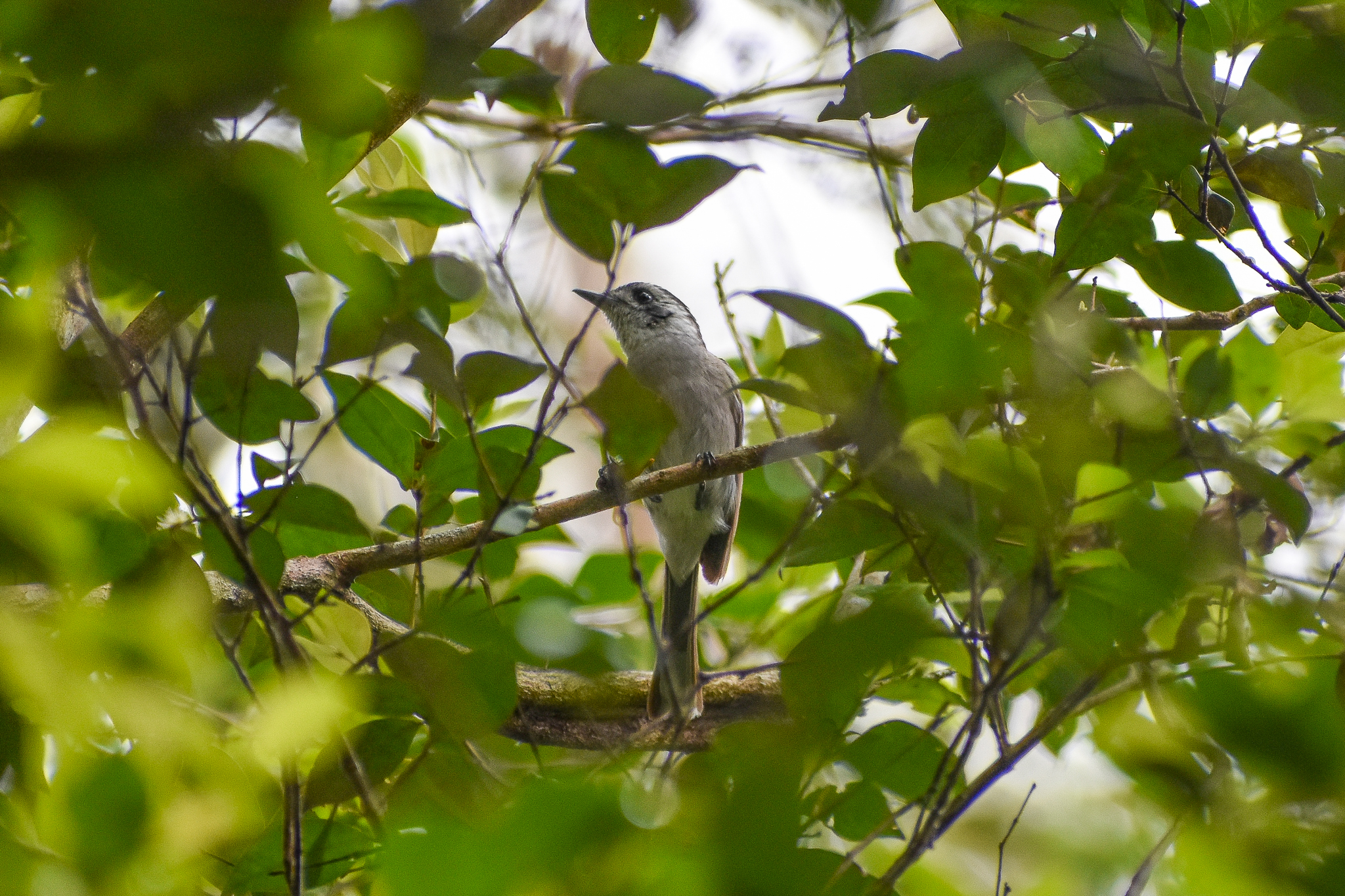 White-eared Monarch (Carterornis leucotis)