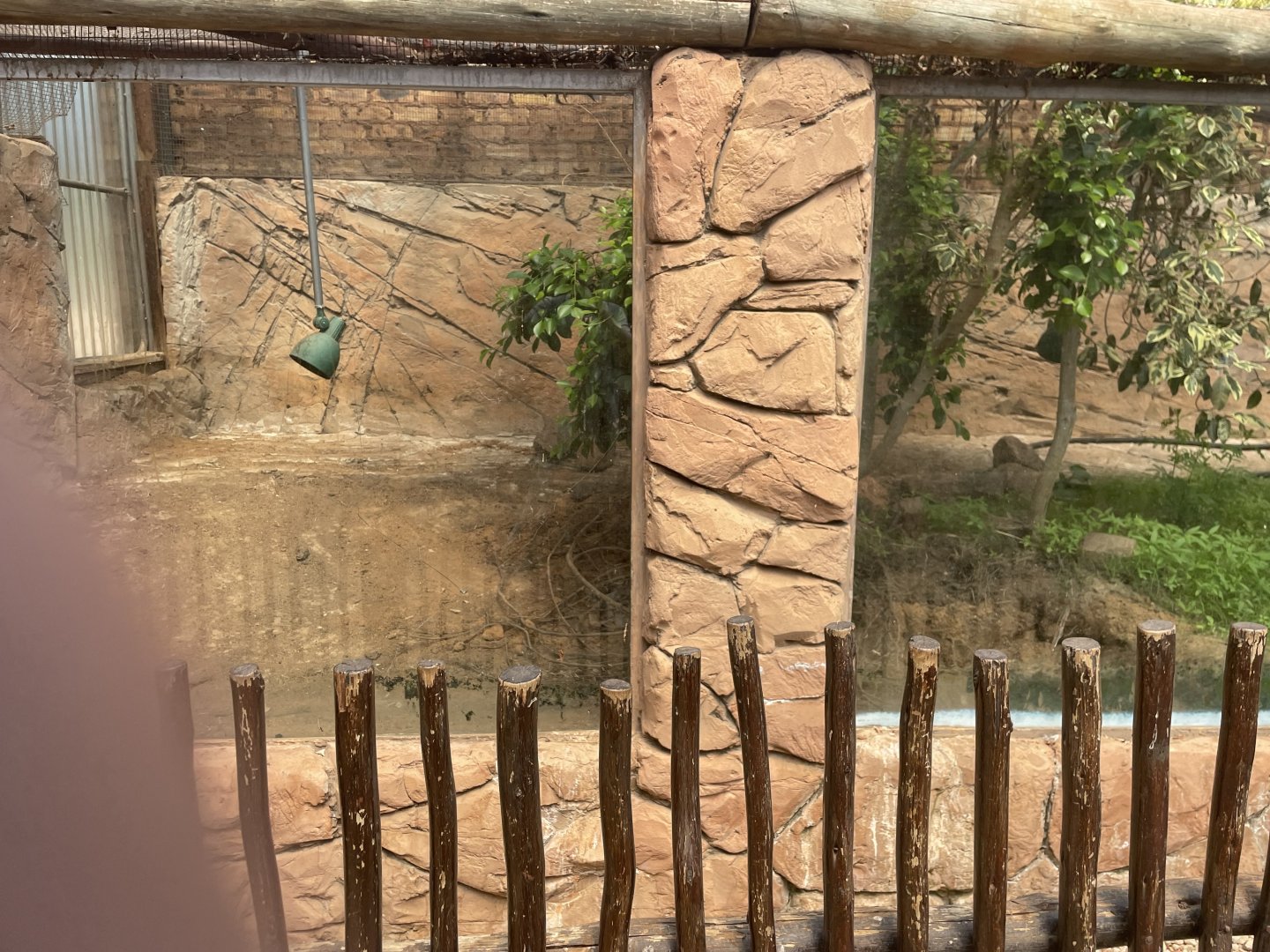 White-Eared Monitor Exhibit (Varanus albigularis albigularis)