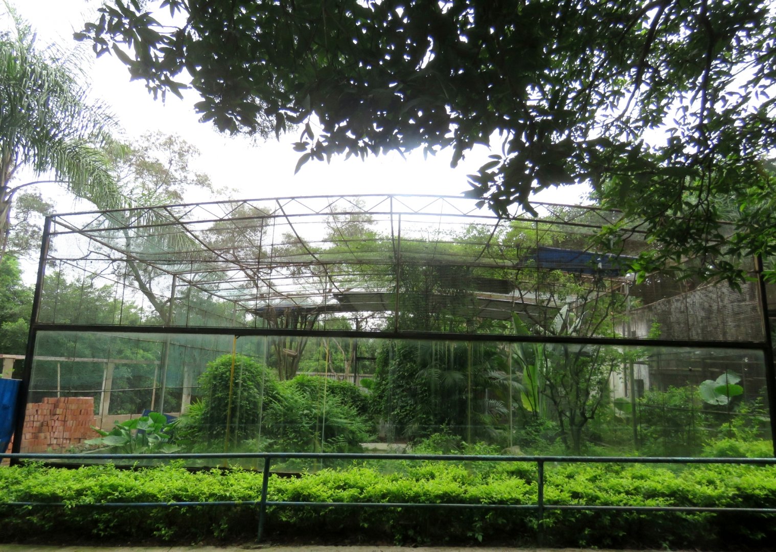 White-eared night heron  exhibit