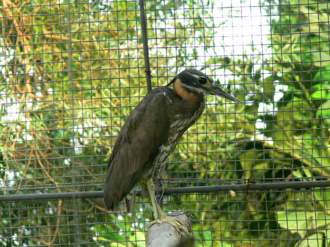 white-eared night heron of Nanning Zoo