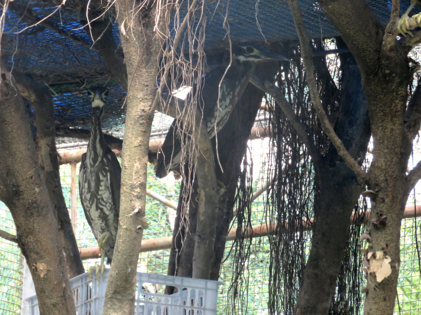 White-eared night heron