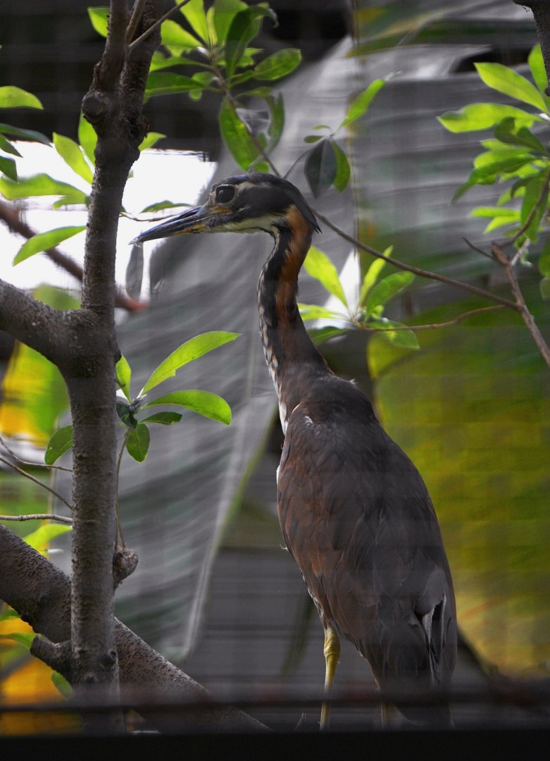 White-eared night heron