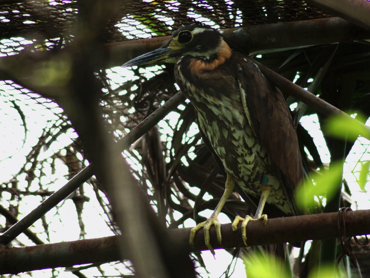 White-eared night heron
