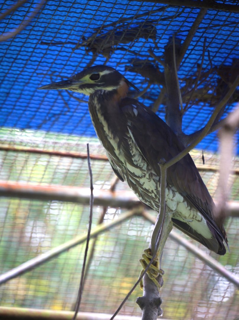 White-eared night heron