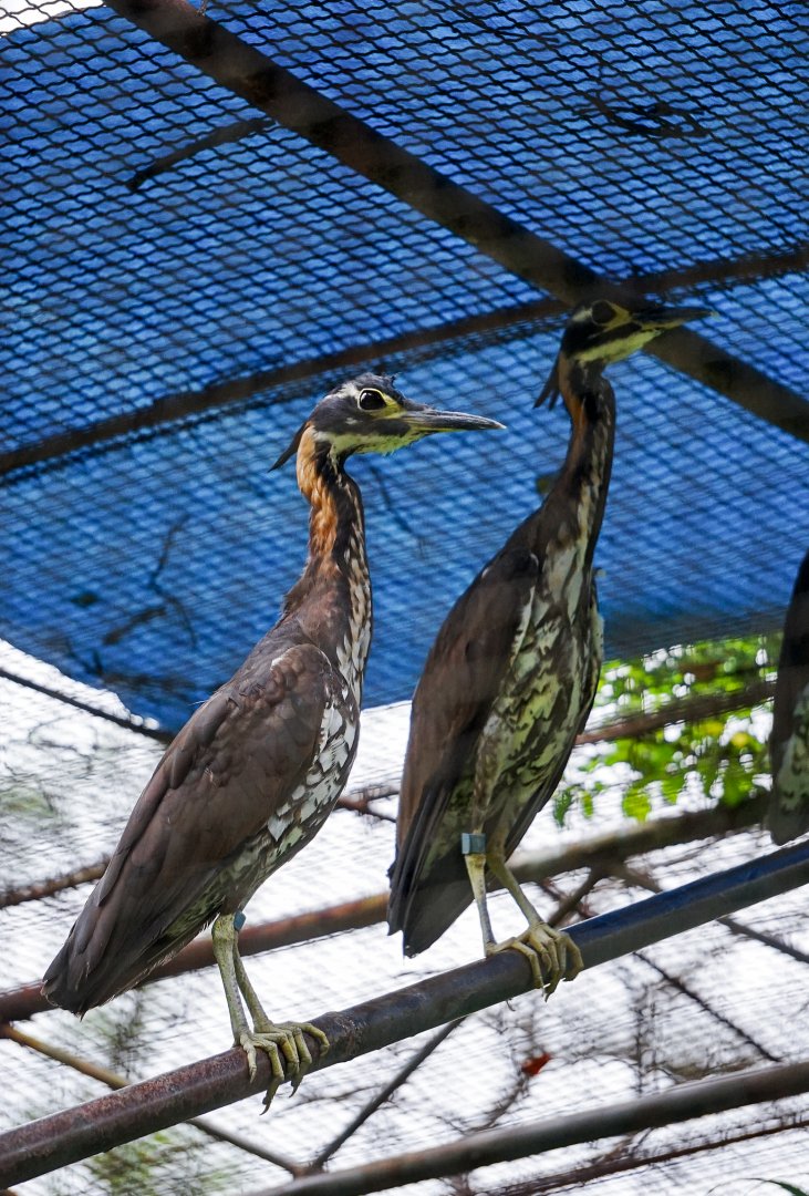 White-eared night heron