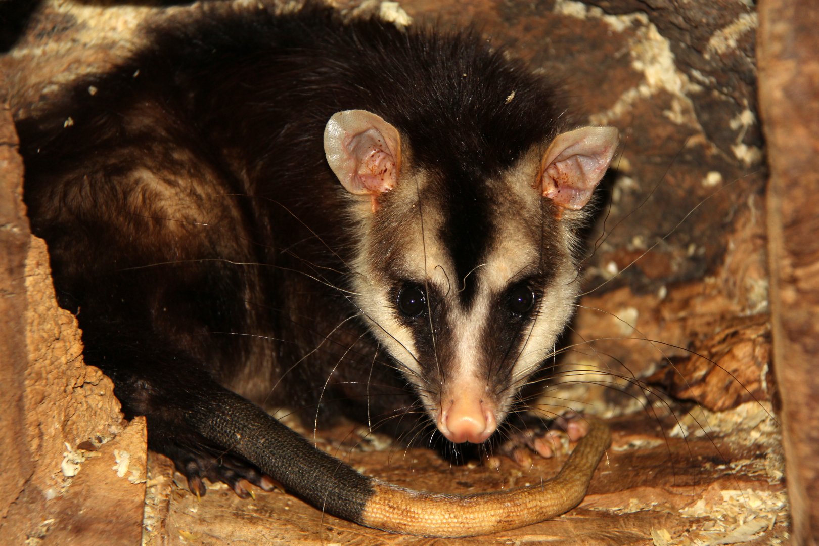 white-eared opossum (Didelphis albiventris)