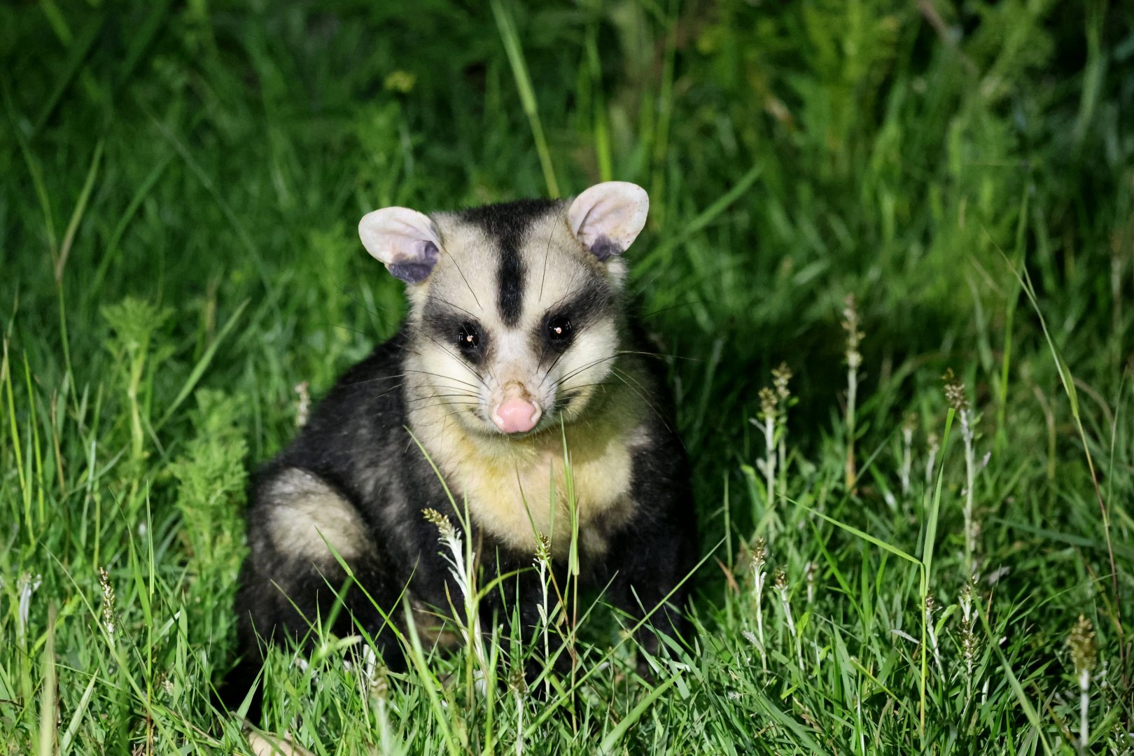 white-eared opossum (Didelphis albiventris)