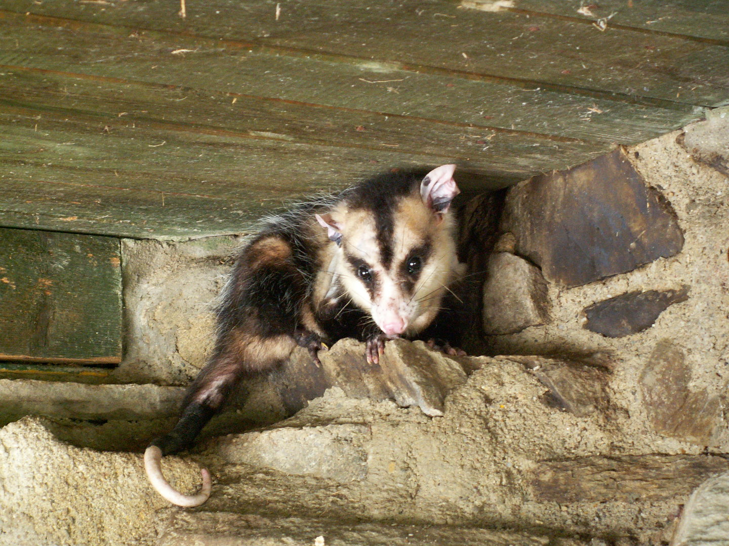 White-eared opossum