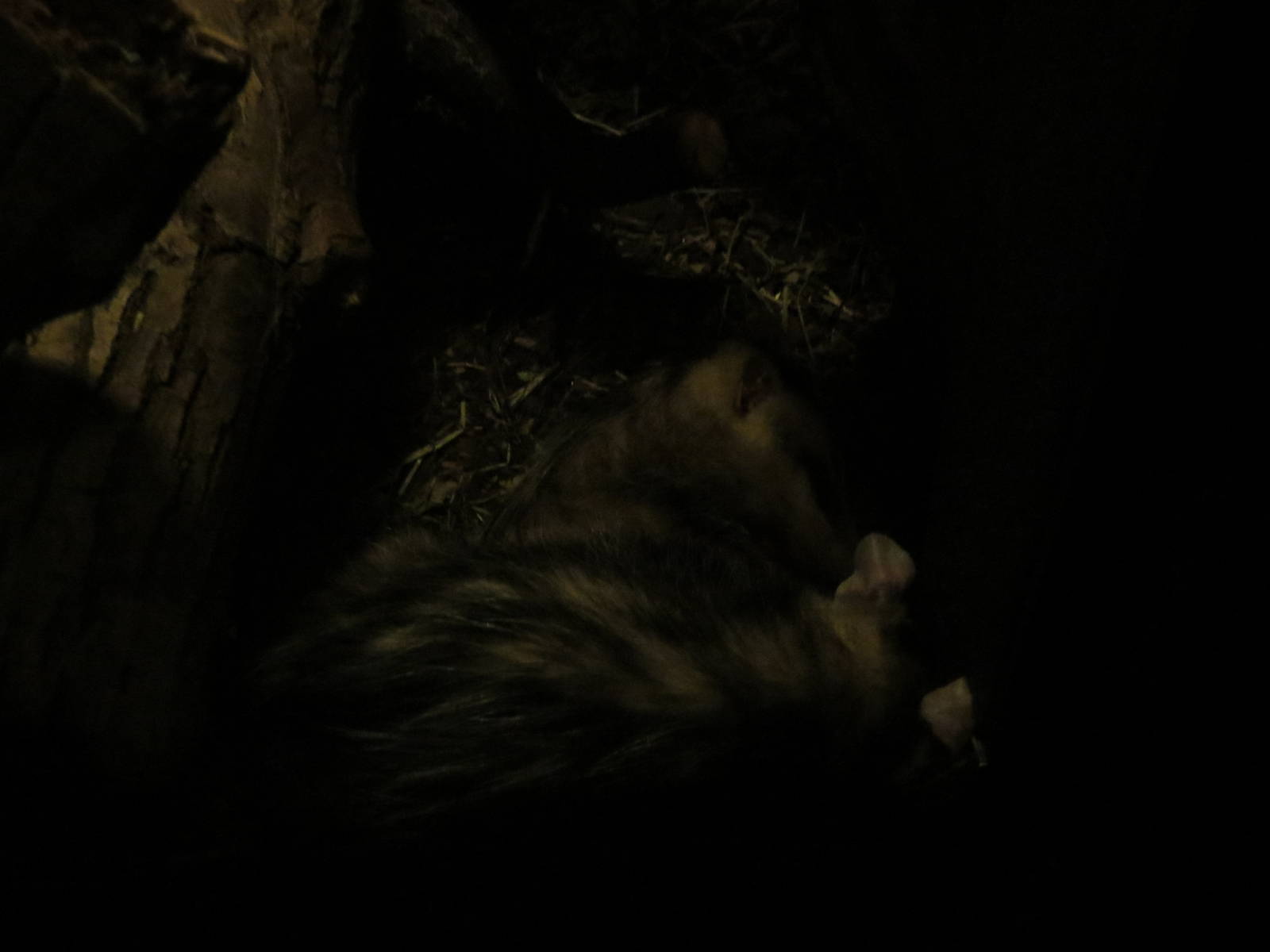White-eared opossums, June 2015.