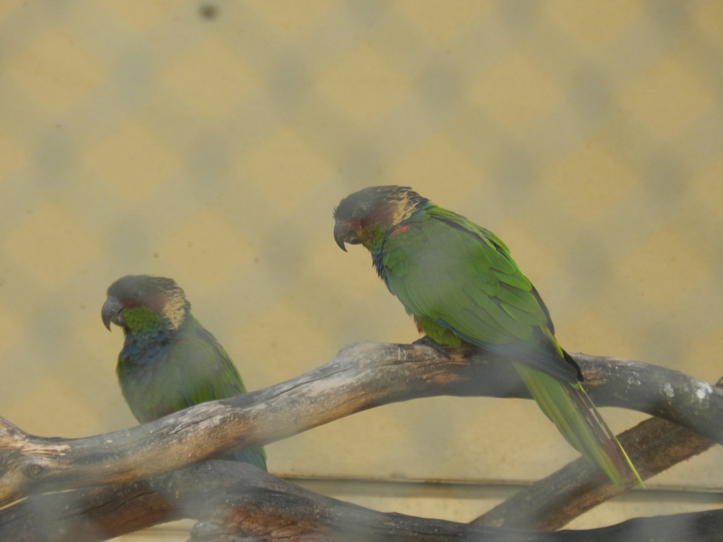 White-eared parakeet - Belo Horizonte zoo